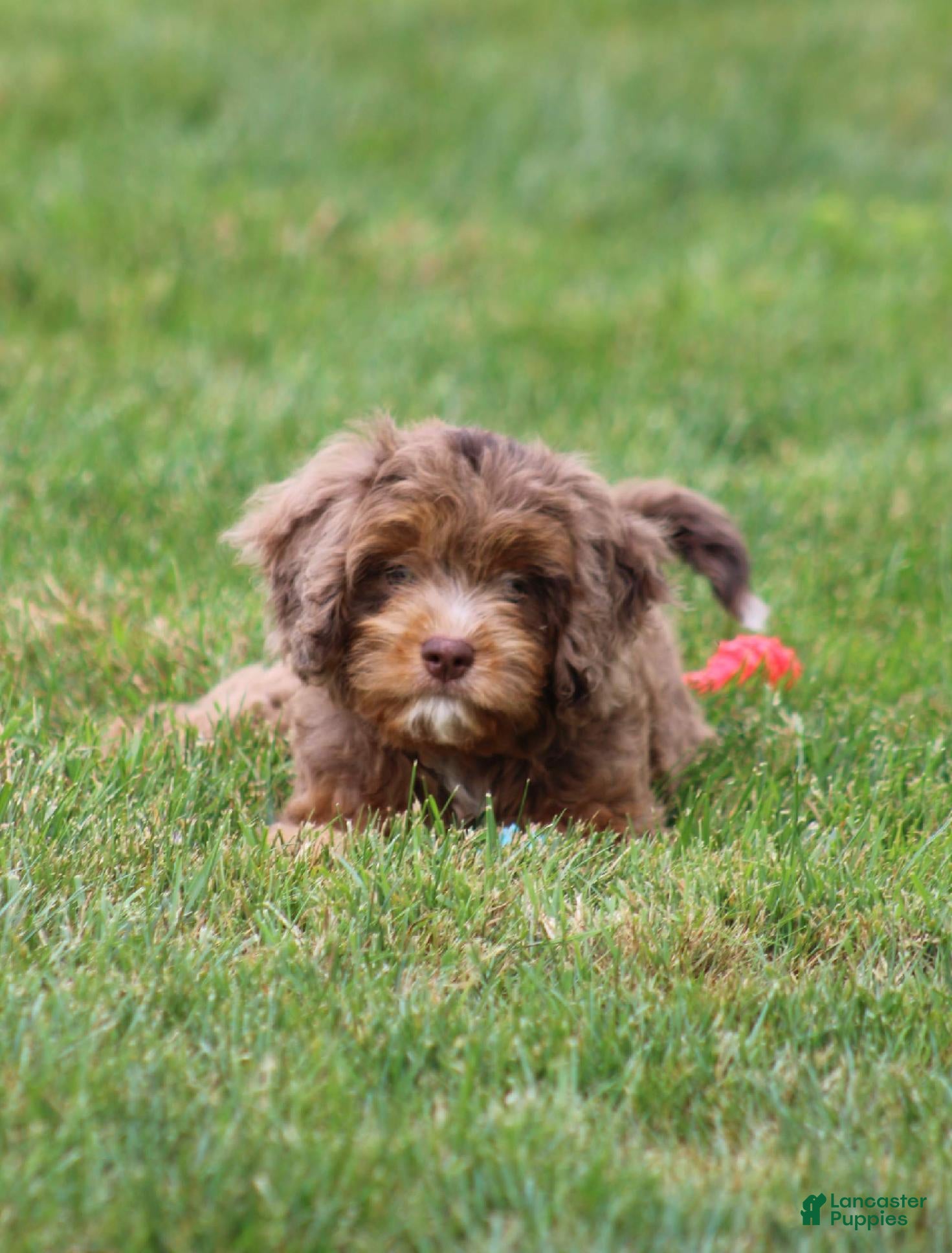Cavapoo dogs Oliver - Ad 2