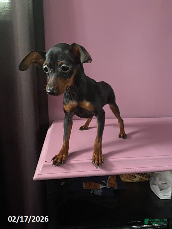Miniature Pinscher dogs Pin  - Ad 1