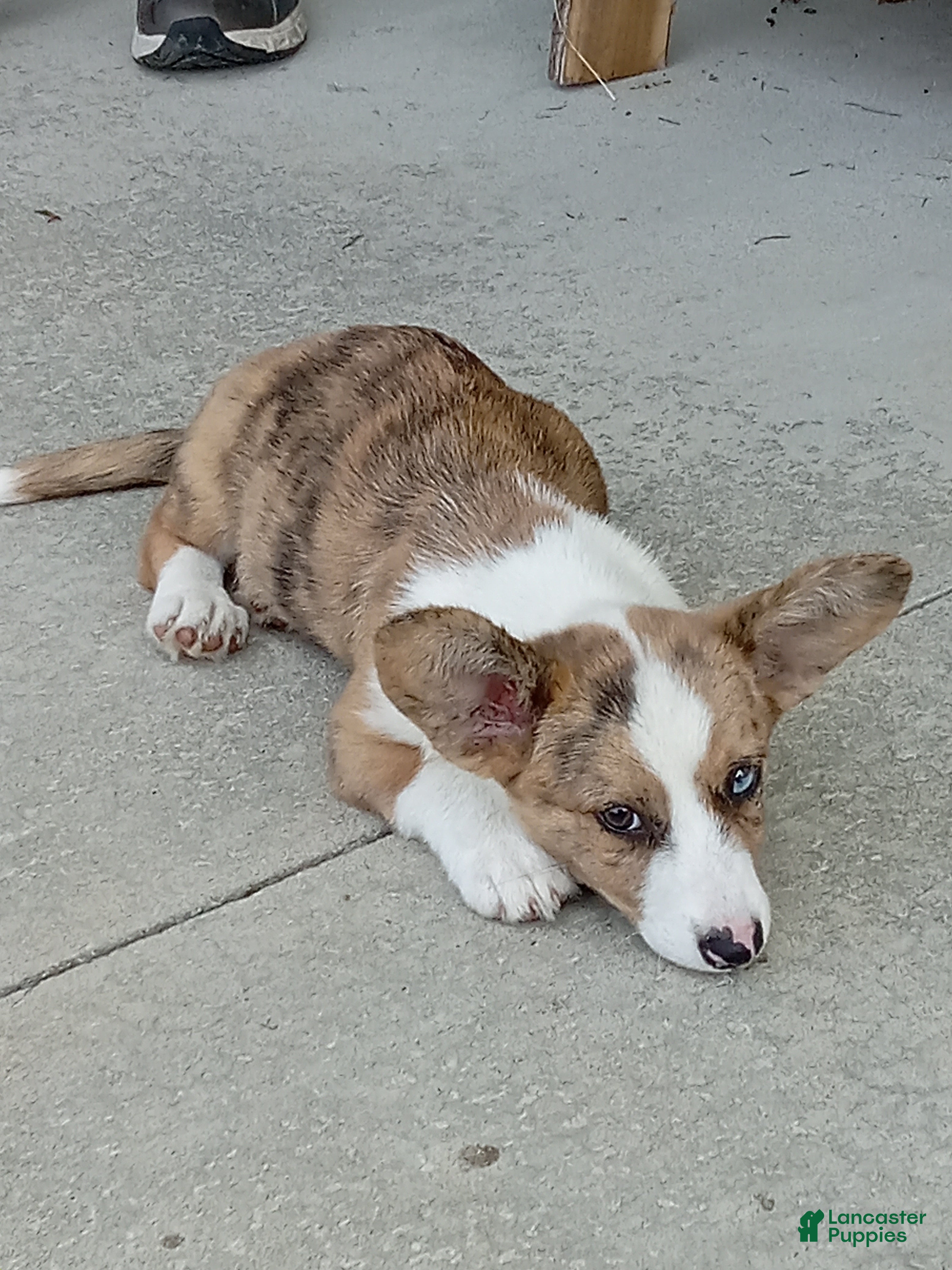Cardigan Welsh Aussie Corgi For Sale Welsh Corgi Cardigan