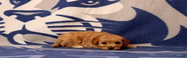 Mini Goldendoodle 7