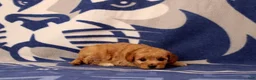 Mini Goldendoodle dogs for sale: Mini Goldendoodle 7 - Ad 1