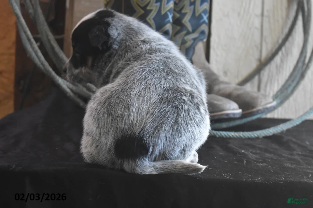 Australian Cattle Dog dogs for sale: Wrangler - Ad 3