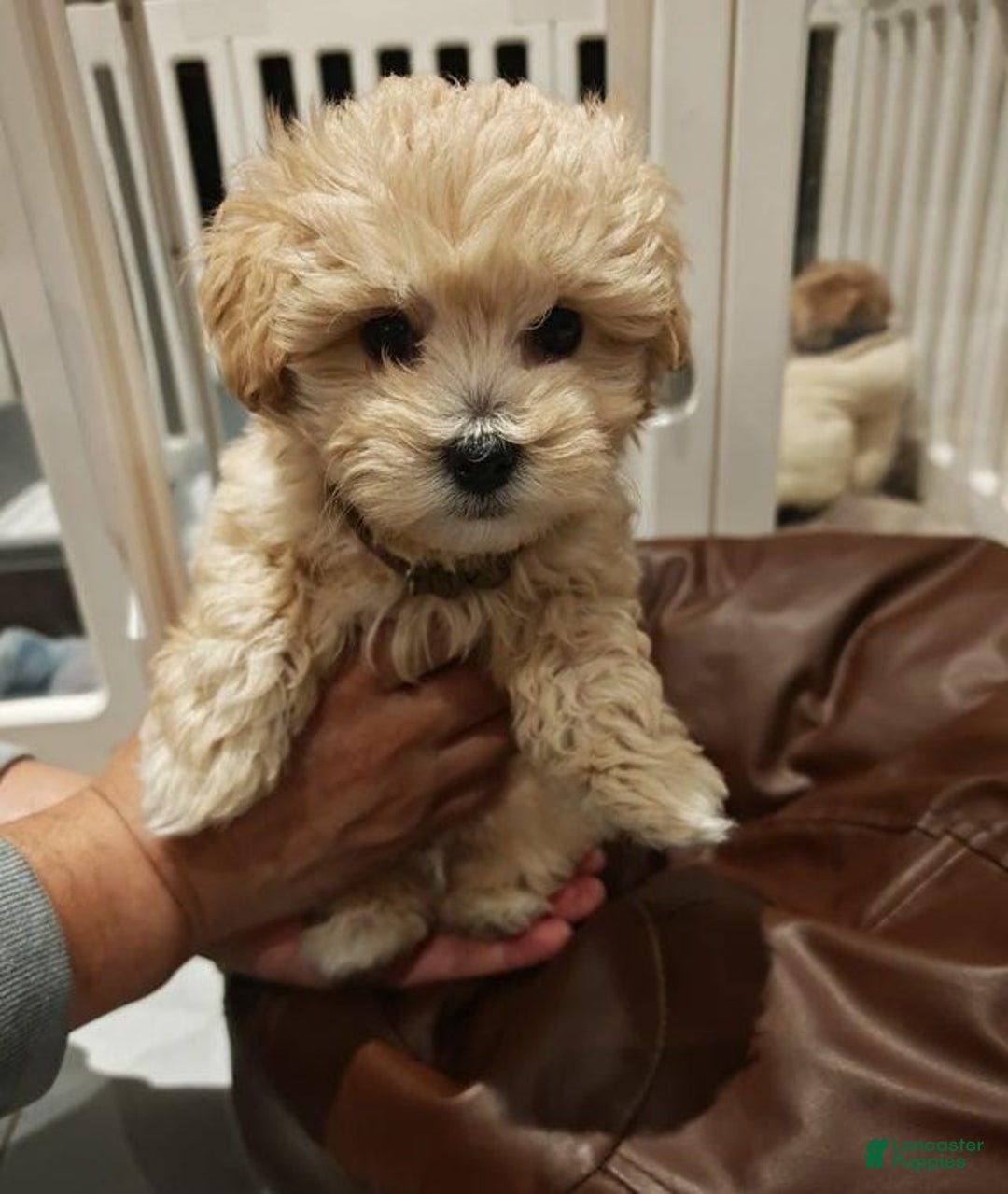 Teddy Bear Maltipoo Types Small Dog Teddy Bear Type Dog Breed Top