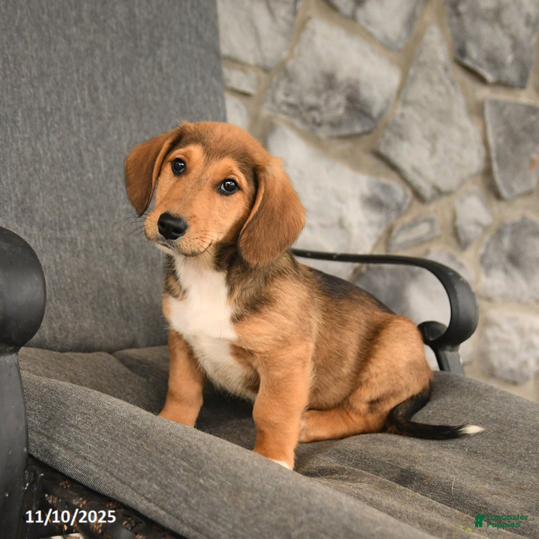 Mixed Breed dogs for sale: Blake - Ad 2