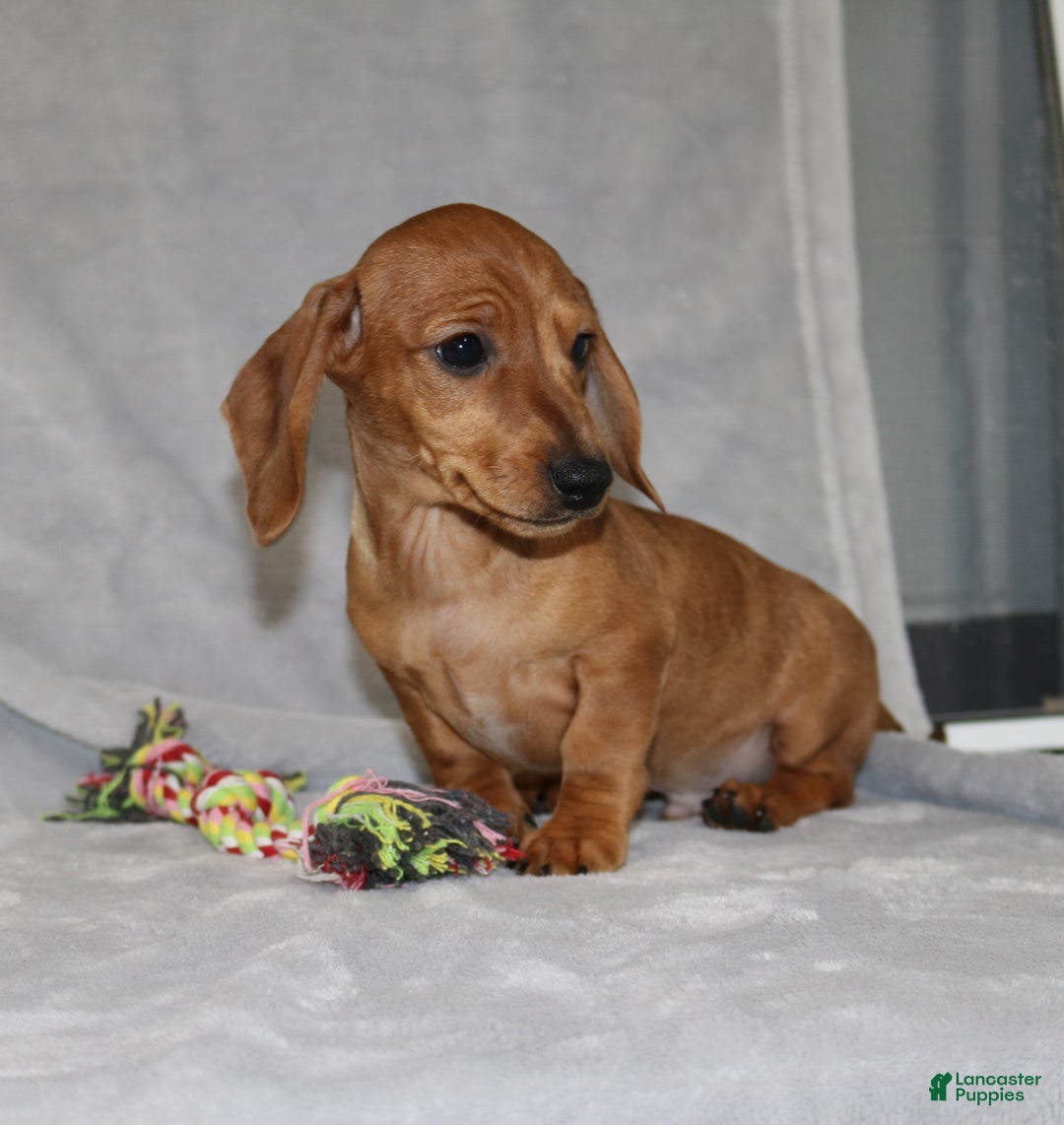 Miniature Dachshund dogs for sale: Cooper - Ad 14