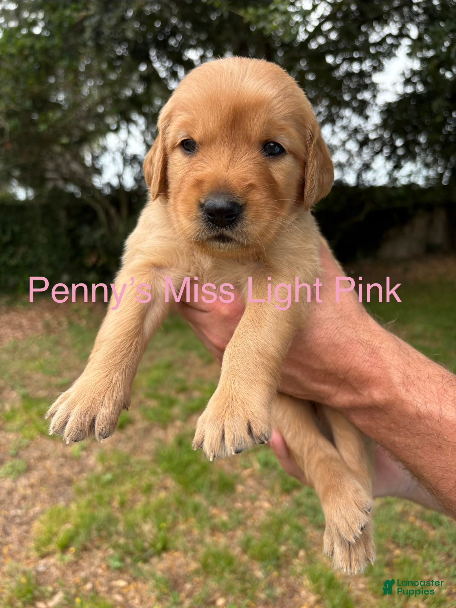Golden Retriever dogs Penny’s Ms Light pink - Ad 26