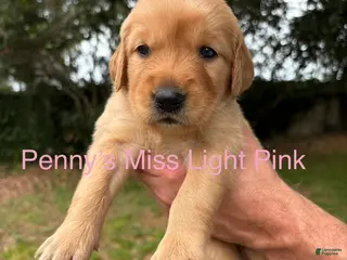 Golden Retriever dogs Penny’s Ms Light pink - Ad 42