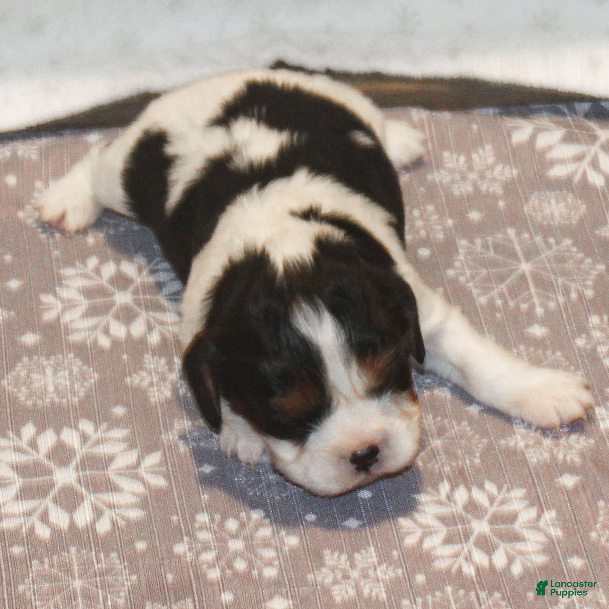 Cavalier King Charles Spaniel dogs Zoey - Ad 22