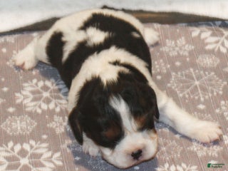 Cavalier King Charles Spaniel dogs Zoey - Ad 22