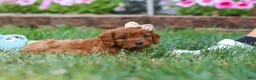 Cavapoo dogs for sale: Ellie - Ad 6
