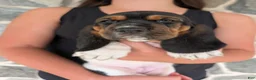 Basset Hound dogs for sale: Angel - Ad 10