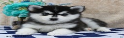 Pomsky dogs for sale: Celia - Ad 3