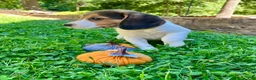 Beagle dogs for sale: Bambi - Ad 5