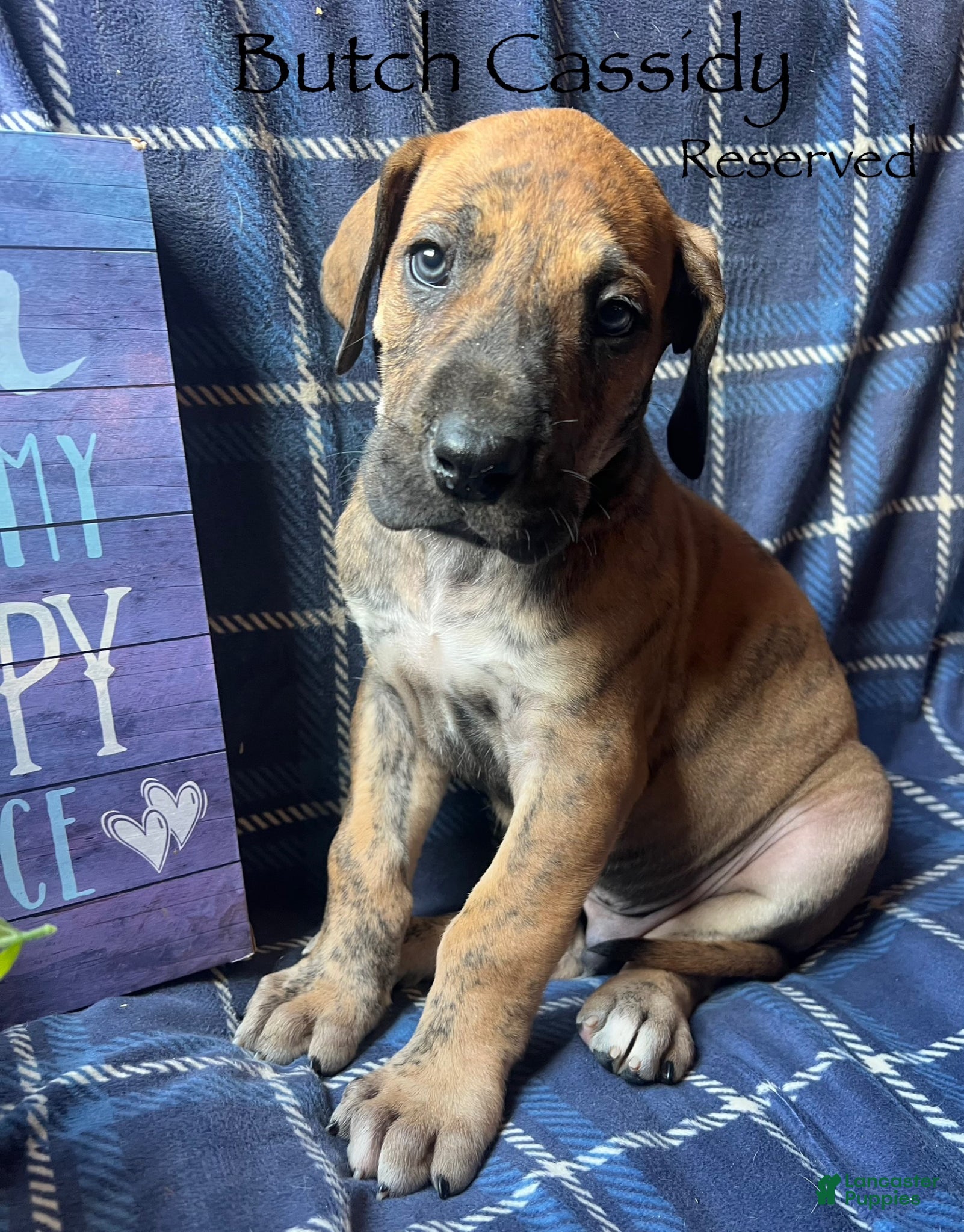 Great Dane dogs Butch Cassidy - Ad 25