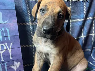 Great Dane dogs Butch Cassidy - Ad 25