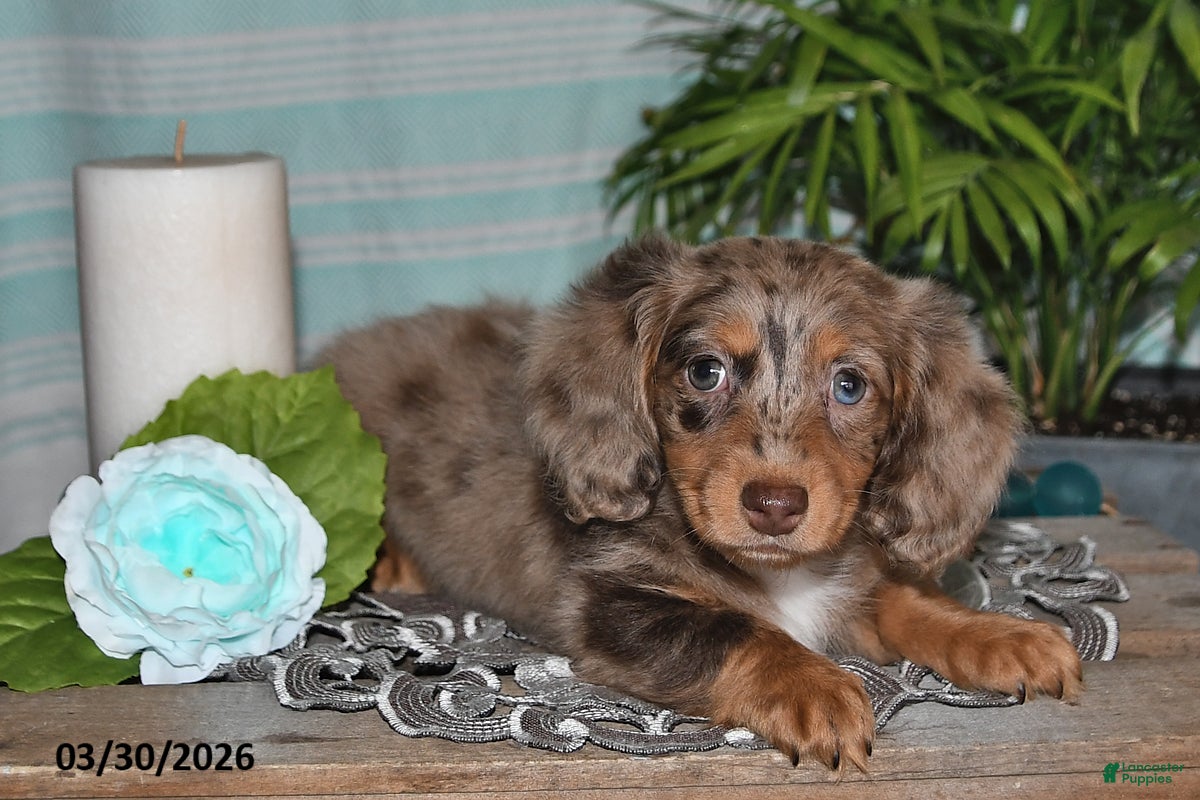 Miniature Dachshund dogs Cheyenne - Ad 1