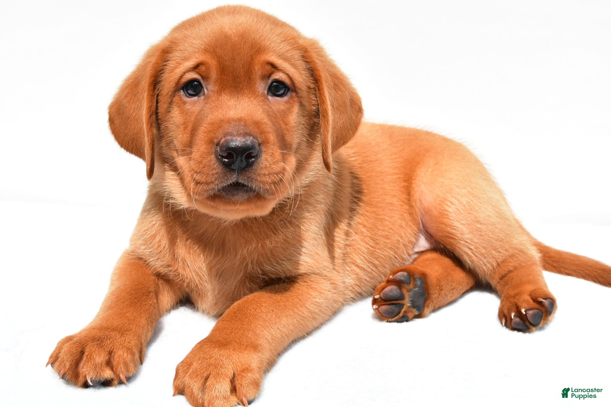 Labrador Retriever dogs Reno - Ad 2