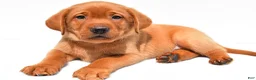 Labrador Retriever dogs for sale: Reno - Ad 7