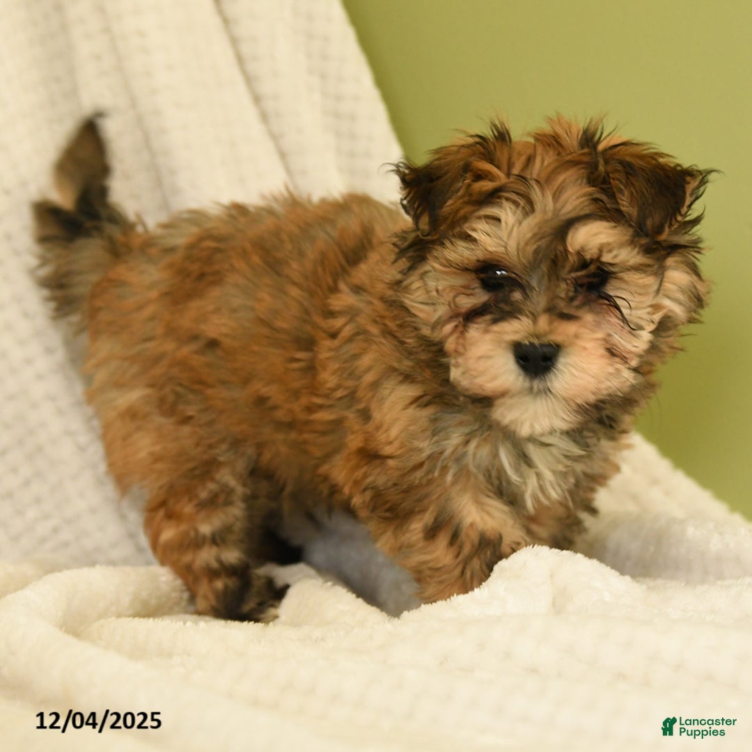 Havanese dogs for sale: Lonnie - Ad 2