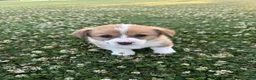 Welsh Corgi Pembroke dogs for sale: Welsh Corgi Pembroke Puppy 1 - Ad 3