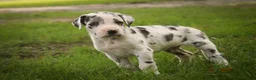 Great Dane dogs for sale: Blake Great Dane  - Ad 4