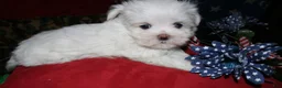 Maltese dogs for sale: Chester - Ad 5
