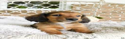 Miniature Dachshund dogs for sale: Toby - Ad 6