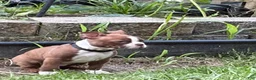 Boston Terrier dogs for sale: Johnnie - Ad 1