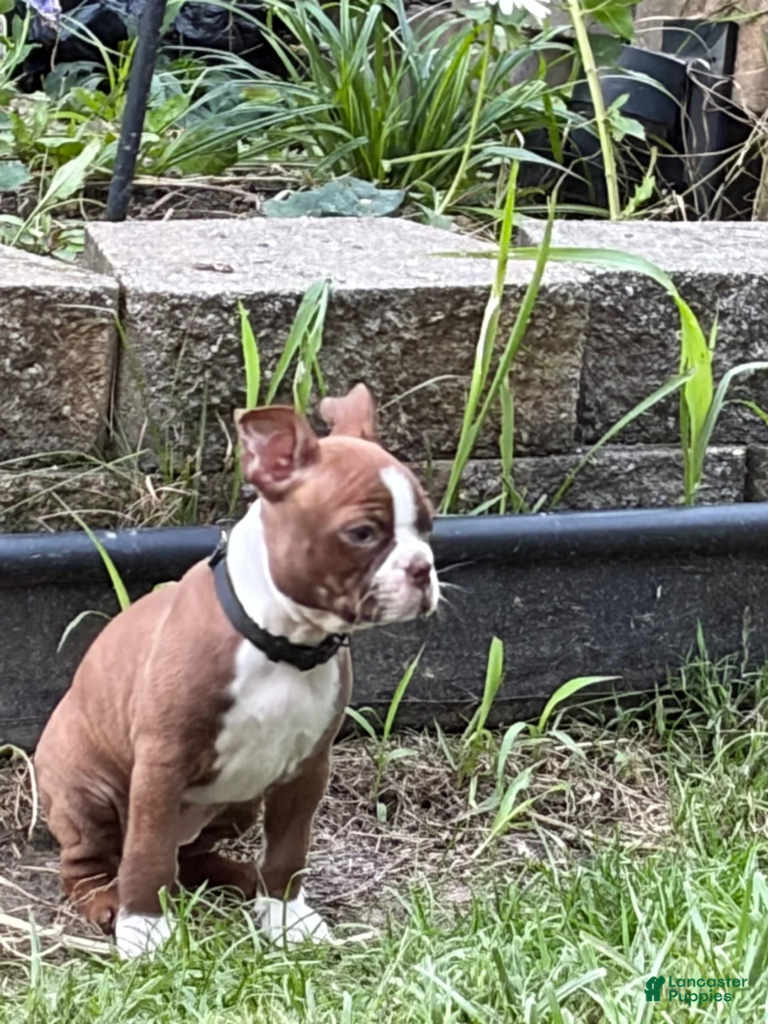 Boston Terrier dogs for sale: Johnnie - Ad 1