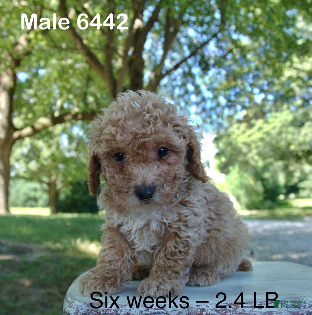 Mini Poodle Puppies Micro Poodle Male Miniature Poodle Puppy For