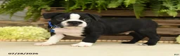 Boston Terrier dogs for sale: Tyson - Ad 3