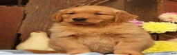 Golden Retriever dogs for sale: Hudson - Ad 2
