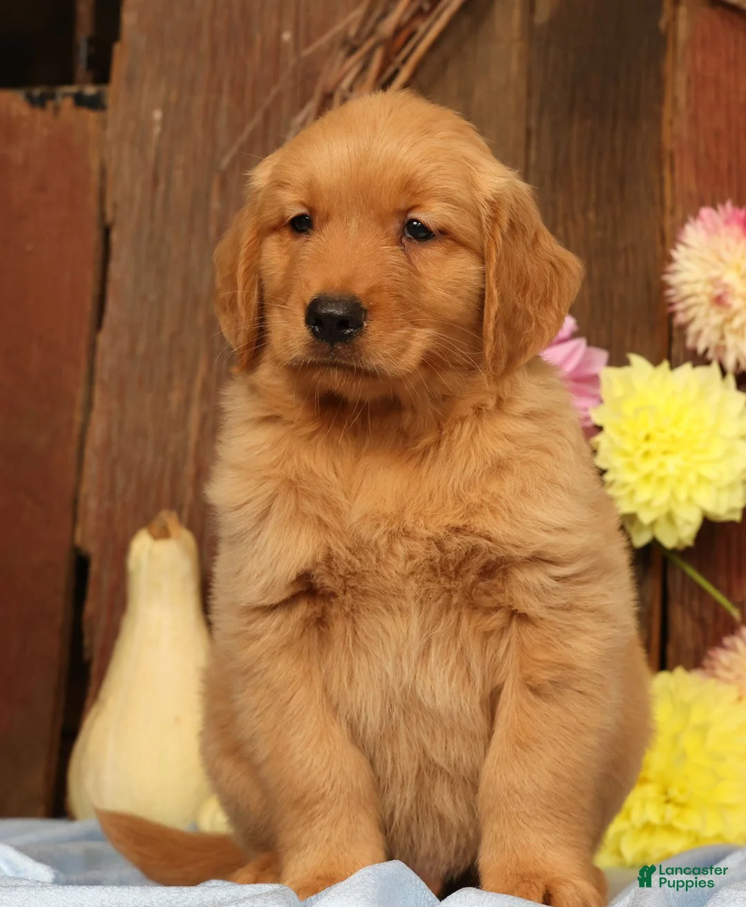 Golden Retriever dogs for sale: Hudson - Ad 2