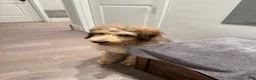Double Doodle dogs for sale: Enzo- Doodle mix Puppy - Ad 11