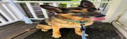German Shepherd dogs for sale: German Shepherd 1 - Ad 4