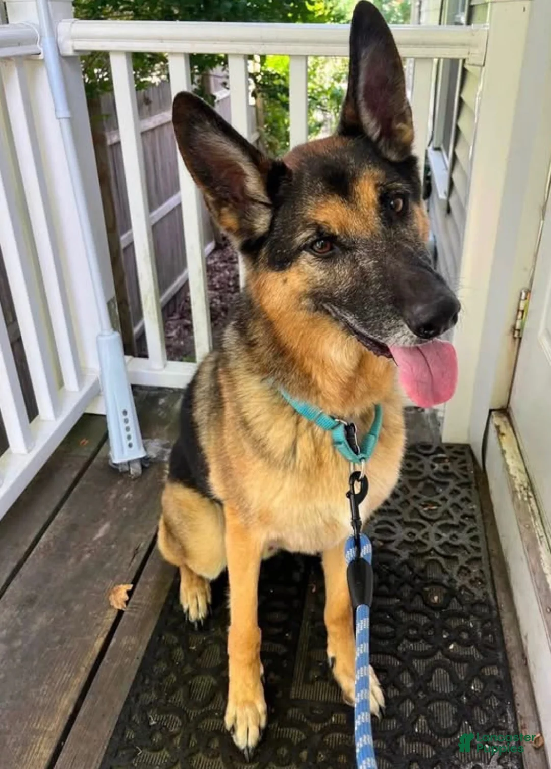 German Shepherd dogs for sale: German Shepherd 1 - Ad 4