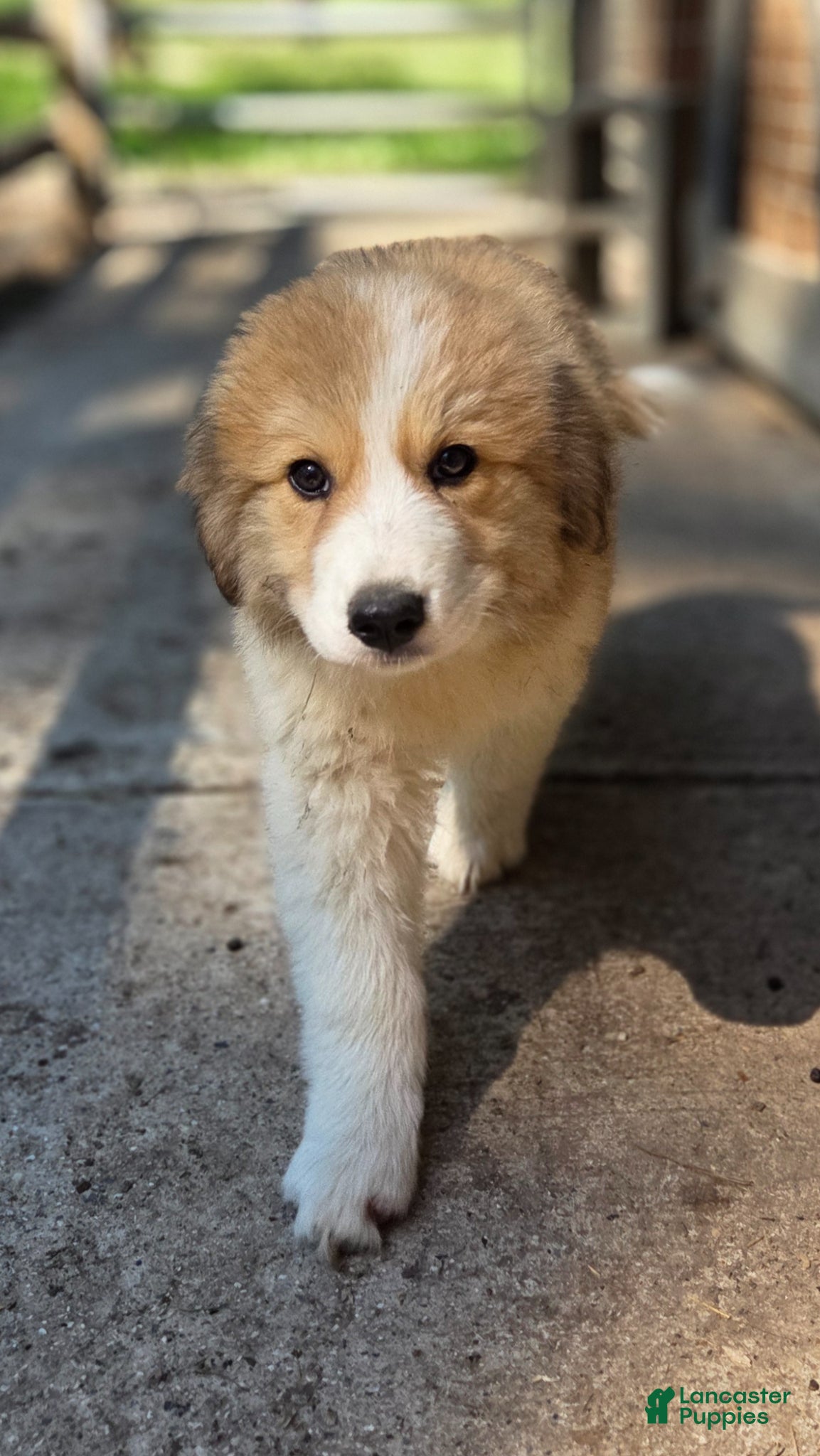 Great Pyrenees dogs Great Pyrenees Puppy 2 - Ad 2