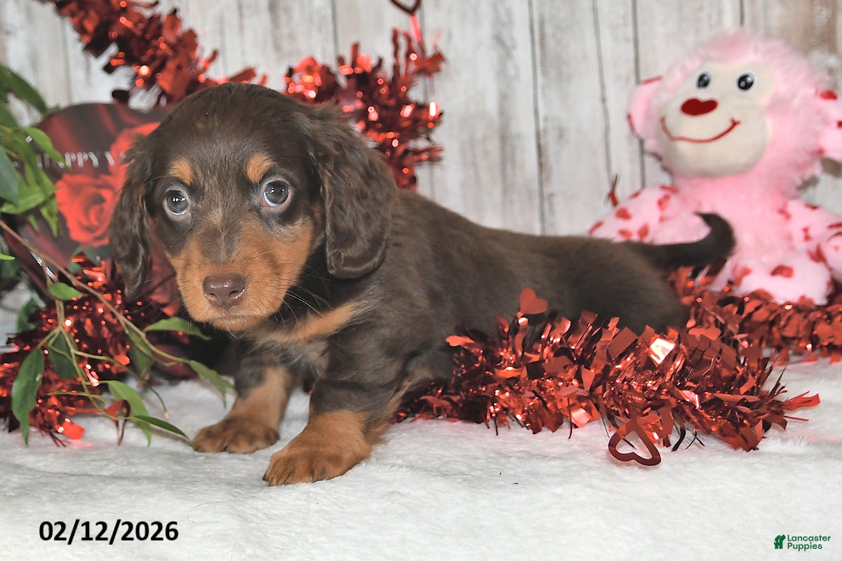 Miniature Dachshund dogs Jasper - Ad 2