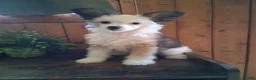 Chinese Crested dogs for sale: Chinese Crested 1 - Ad 5
