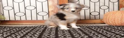 Mini Aussiedoodle dogs for sale: Autumn Mini Aussie Poo - Ad 3