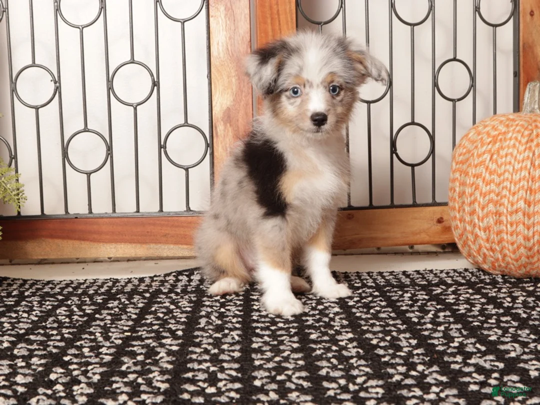 Mini Aussiedoodle dogs for sale: Autumn Mini Aussie Poo - Ad 3