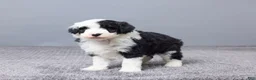 Sheepadoodle dogs for sale: Addison - Ad 4