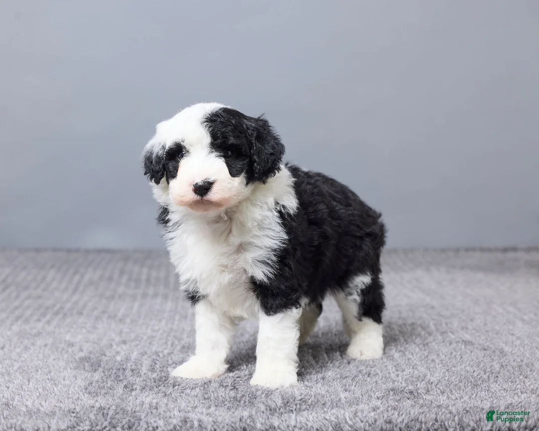Sheepadoodle dogs for sale: Addison - Ad 4