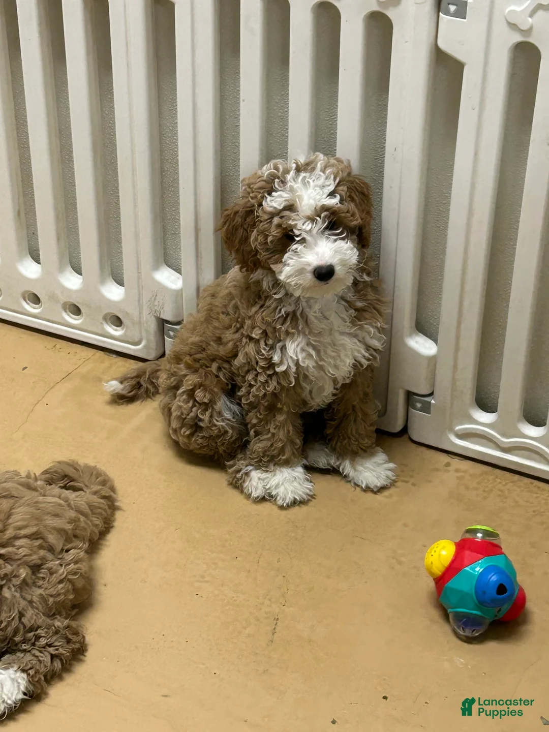 Mini Goldendoodle dogs for sale: Petite Tuxedo Mini Goldendoodle Miss Perfection - Ad 3