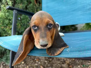 Basset Hound dogs Melody - Ad 23