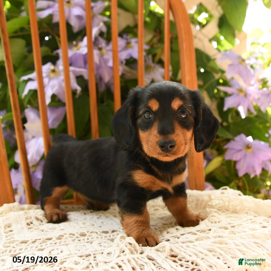 Miniature Dachshund dogs Archie - Ad 2