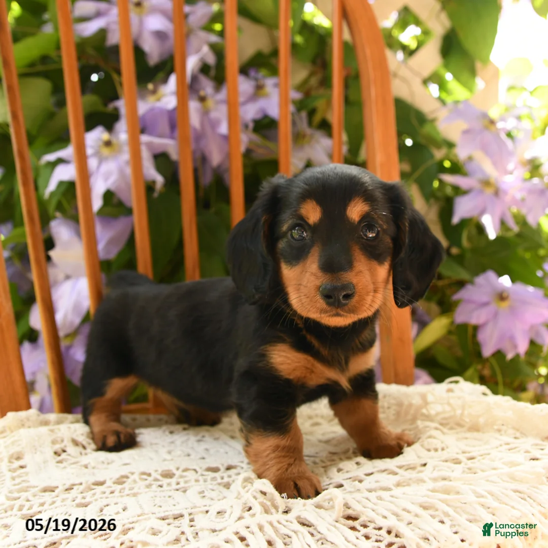 Miniature Dachshund dogs for sale: Archie - Ad 2