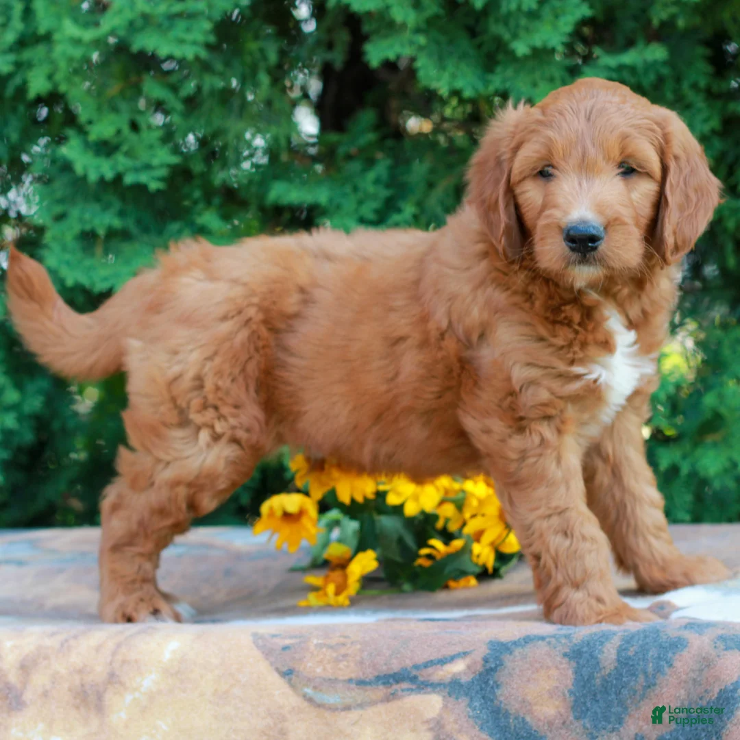 Goldendoodle dogs for sale: Tanner  - Ad 2