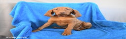 Vizsla dogs for sale: Riva - Ad 1