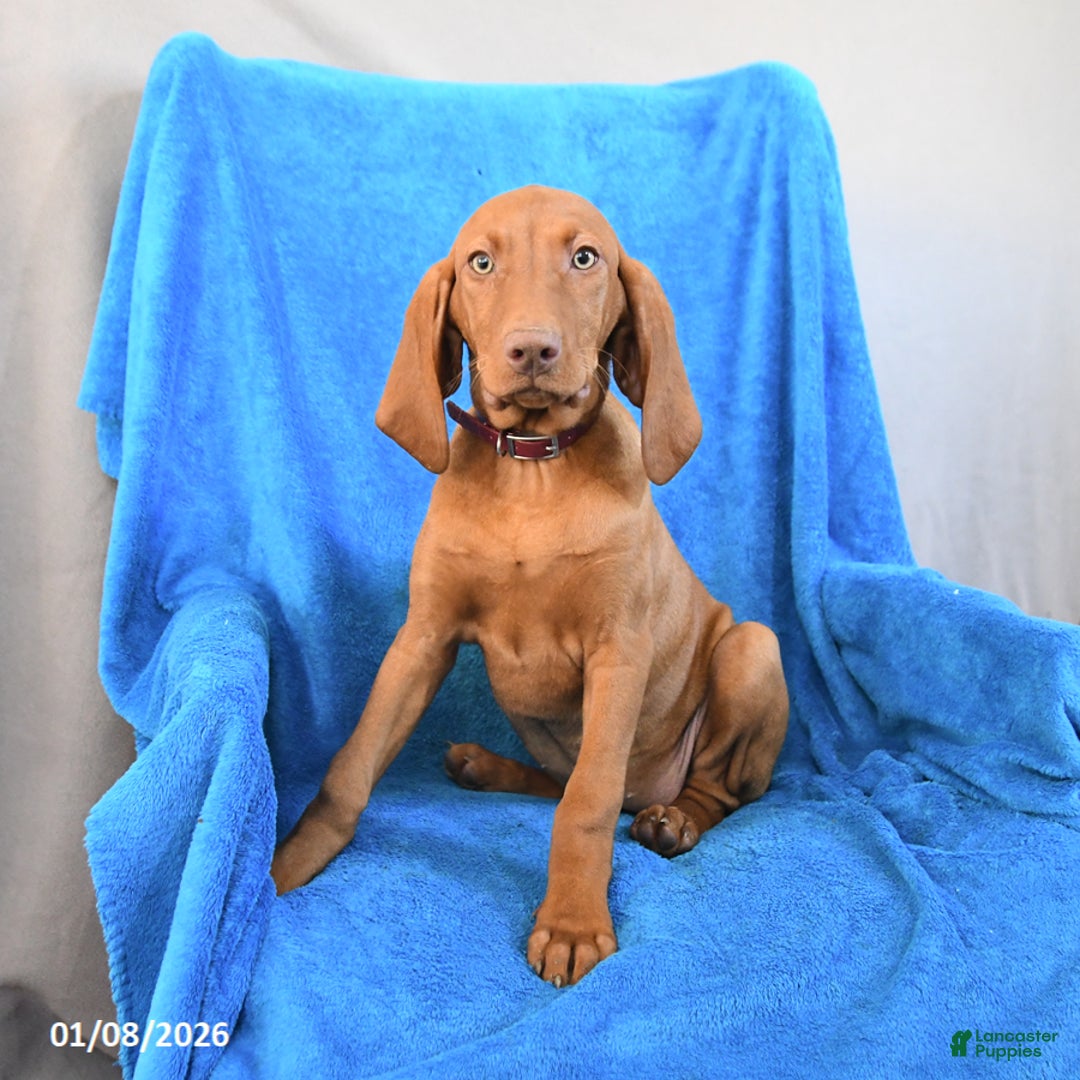 Vizsla dogs for sale: Riva - Ad 1